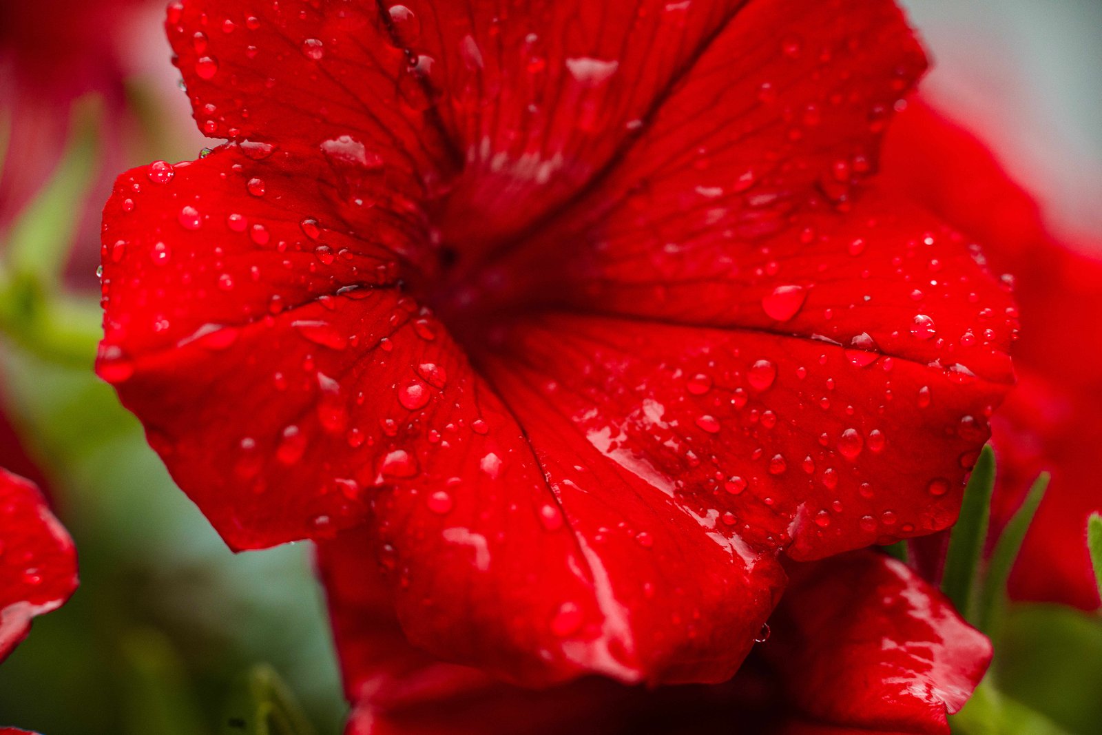Hibiscus Flower
